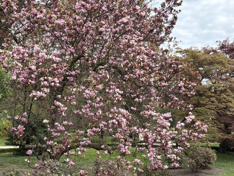 FOTOGALERIE: Jen hodinu od Brna. V Kroměříži okouzlí kvetoucí magnolie i pávi na procházce