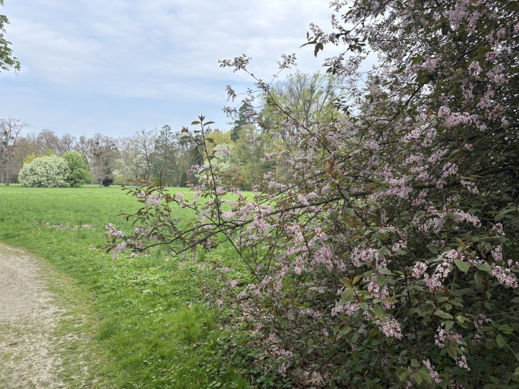 FOTOGALERIE: Jen hodinu od Brna. V Kroměříži okouzlí kvetoucí magnolie i pávi na procházce