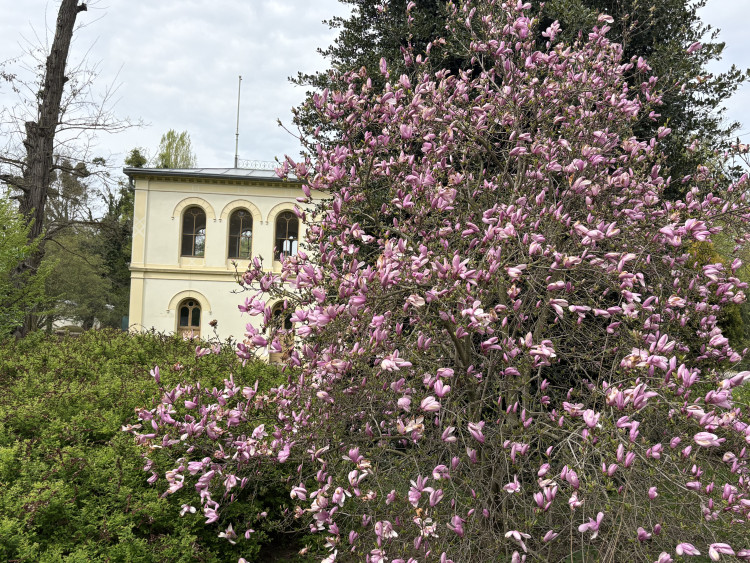 FOTOGALERIE: Jen hodinu od Brna. V Kroměříži okouzlí kvetoucí magnolie i pávi na procházce