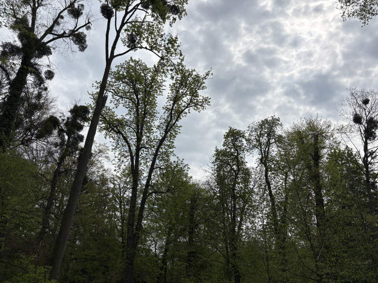 FOTOGALERIE: Jen hodinu od Brna. V Kroměříži okouzlí kvetoucí magnolie i pávi na procházce