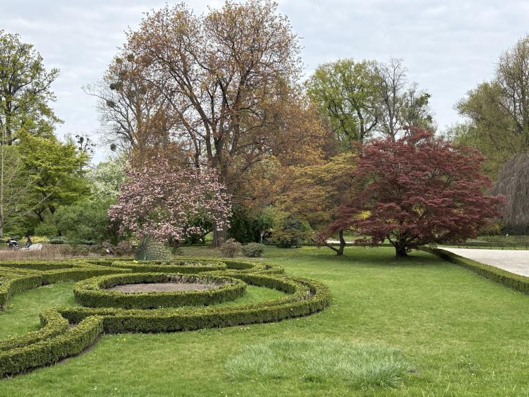 FOTOGALERIE: Jen hodinu od Brna. V Kroměříži okouzlí kvetoucí magnolie i pávi na procházce