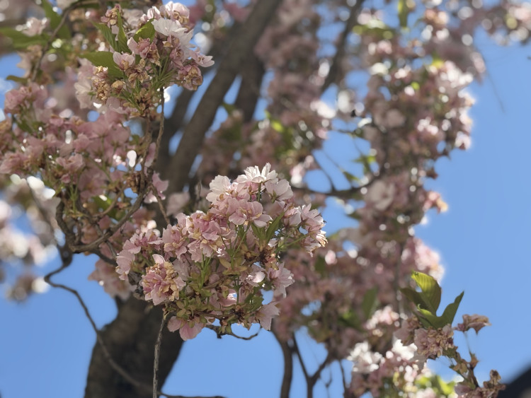 FOTOGALERIE: Královo Pole rozkvetlo dorůžova. Sakury místní obyvatele těší už desítky let