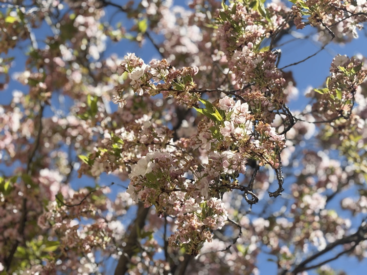 FOTOGALERIE: Královo Pole rozkvetlo dorůžova. Sakury místní obyvatele těší už desítky let
