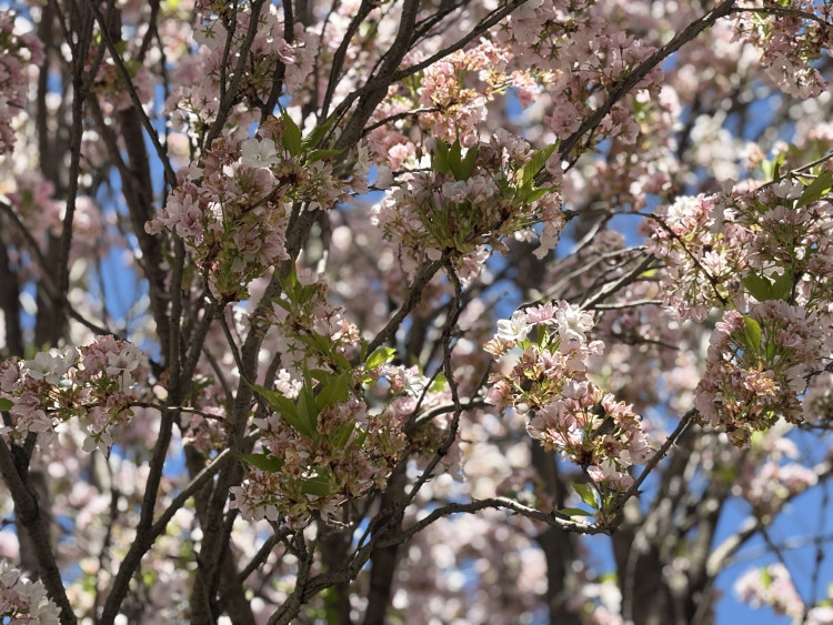 FOTOGALERIE: Královo Pole rozkvetlo dorůžova. Sakury místní obyvatele těší už desítky let