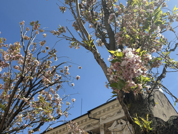 FOTOGALERIE: Královo Pole rozkvetlo dorůžova. Sakury místní obyvatele těší už desítky let