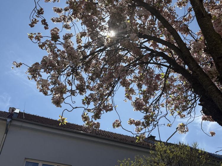 FOTOGALERIE: Královo Pole rozkvetlo dorůžova. Sakury místní obyvatele těší už desítky let