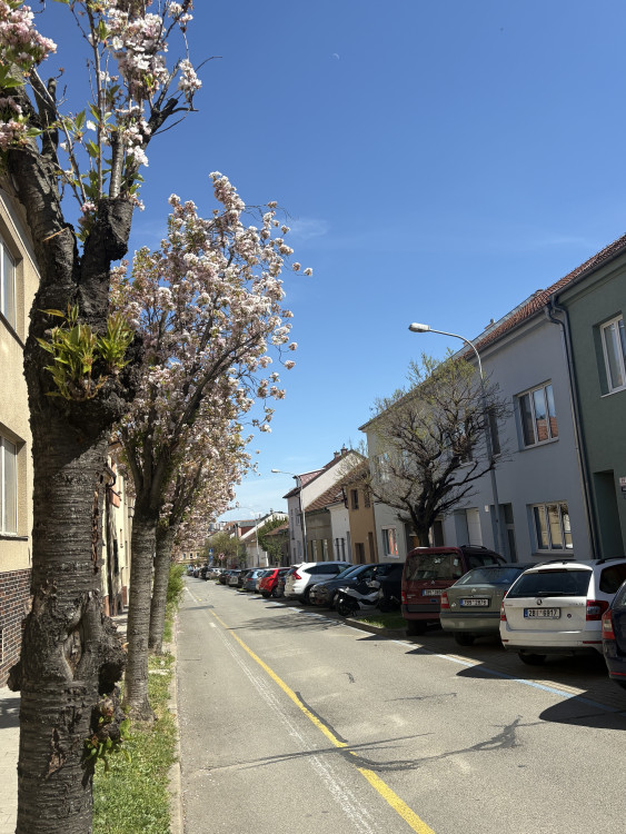 FOTOGALERIE: Královo Pole rozkvetlo dorůžova. Sakury místní obyvatele těší už desítky let