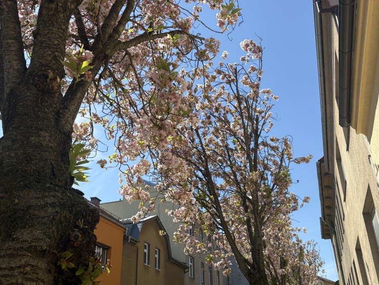 FOTOGALERIE: Královo Pole rozkvetlo dorůžova. Sakury místní obyvatele těší už desítky let