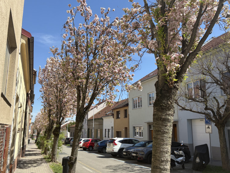 FOTOGALERIE: Královo Pole rozkvetlo dorůžova. Sakury místní obyvatele těší už desítky let