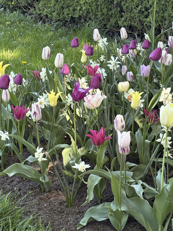 FOTO: Rozkvetlé zahrady i prosluněná kolonáda. Lidé si užívají jaro v Lednici