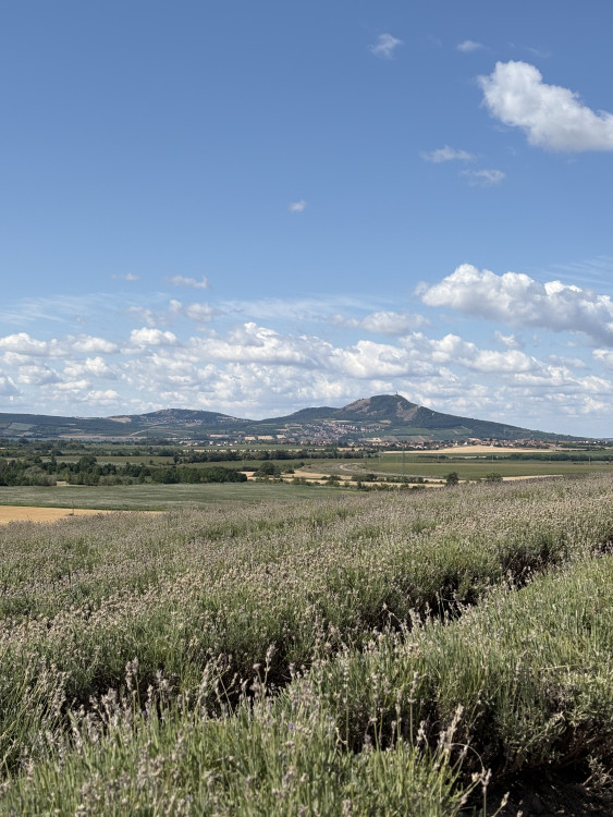 FOTO: Kousek Provence na Moravě. Levandulová pole ve Starovičkách stále kvetou