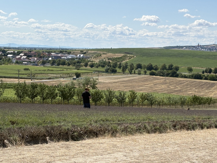 FOTO: Kousek Provence na Moravě. Levandulová pole ve Starovičkách stále kvetou