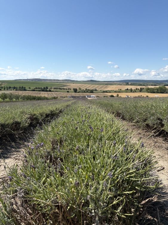 FOTO: Kousek Provence na Moravě. Levandulová pole ve Starovičkách stále kvetou