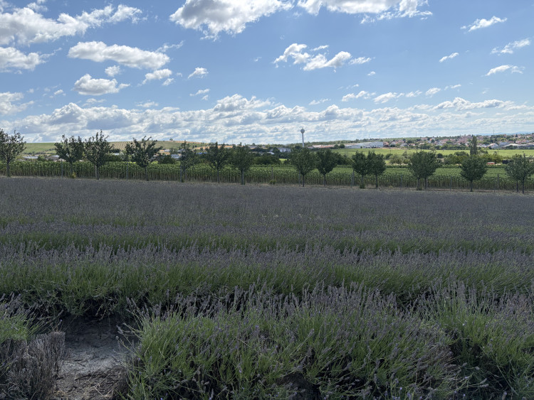 FOTO: Kousek Provence na Moravě. Levandulová pole ve Starovičkách stále kvetou