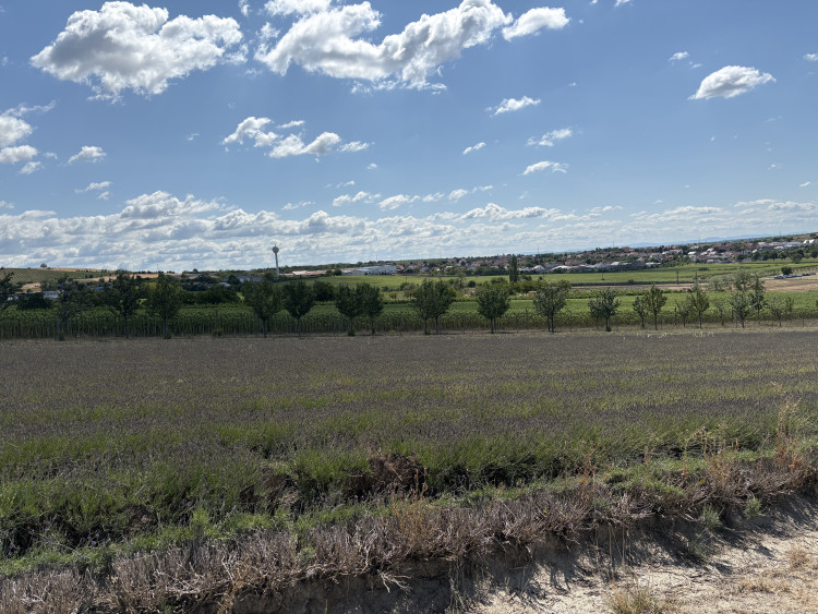 FOTO: Kousek Provence na Moravě. Levandulová pole ve Starovičkách stále kvetou