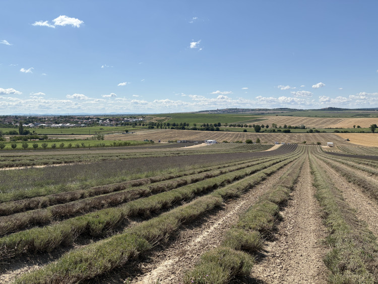 FOTO: Kousek Provence na Moravě. Levandulová pole ve Starovičkách stále kvetou