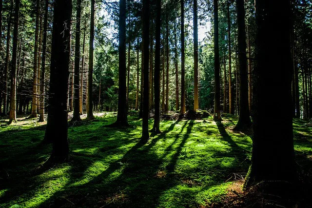 Ilustrační fotografie