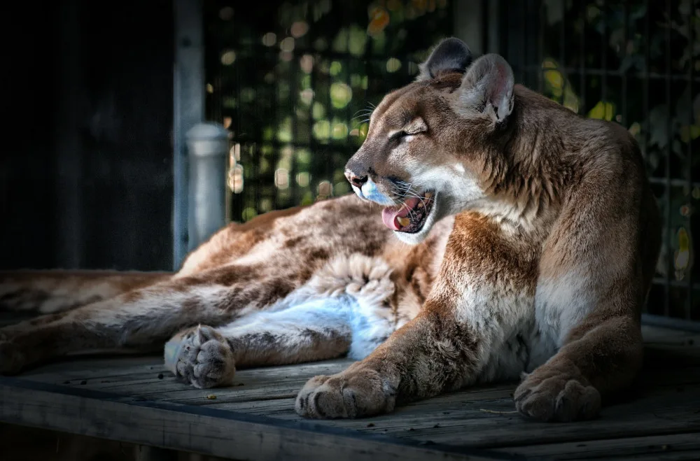 ilustrační foto, puma