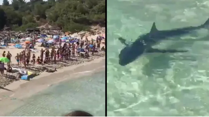 Žralok vyděsil turisty na pláži na Mallorce. Zmatené zvíře museli nechat utratit.