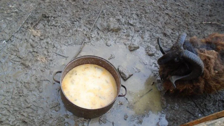 Chovatel v Jinonicích choval ovce v nevhodných podmínkách, maso možná putovalo do restaurace.