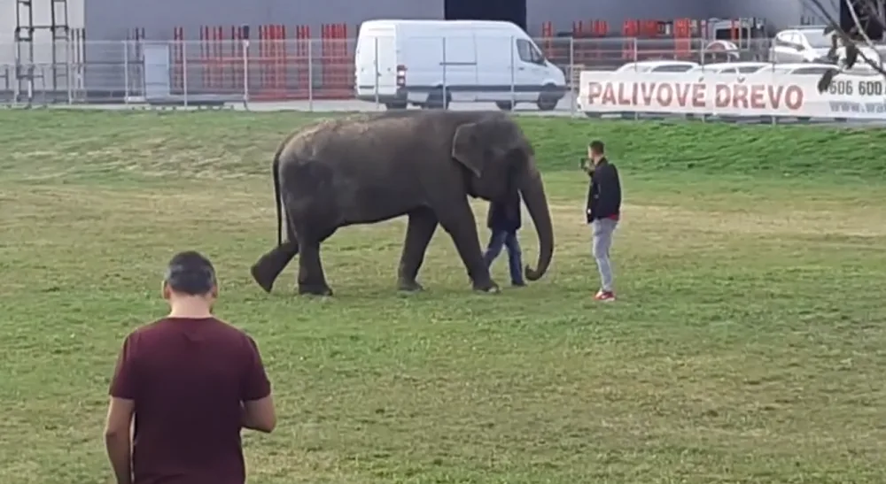 Po Komárově v Brně se potuloval slon, utekl z cirkusu.