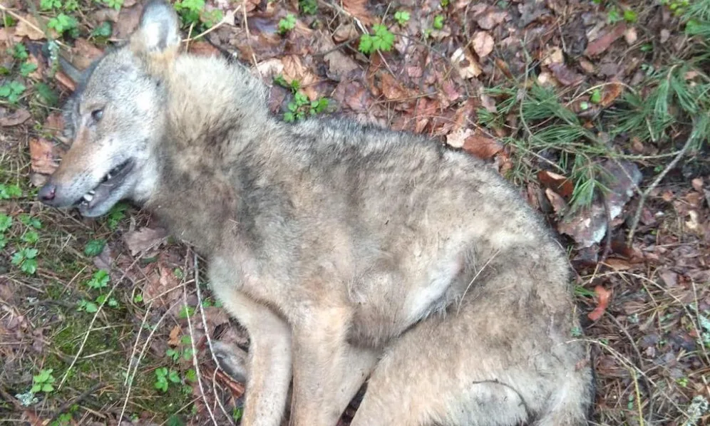 Řidič u Ralska srazil vlka. Zvíře nepřežilo, skončí jako exponát v muzeu.