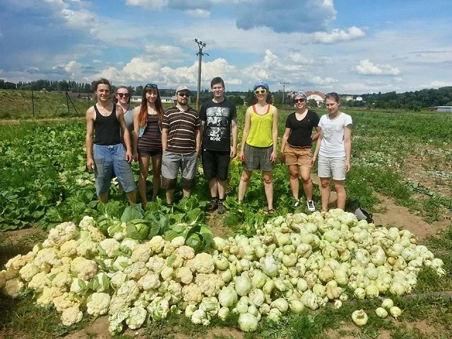 I ošklivá zelenina má šanci! Paběrkování po brněnsku zachrání ročně tuny přebytečných plodin.
