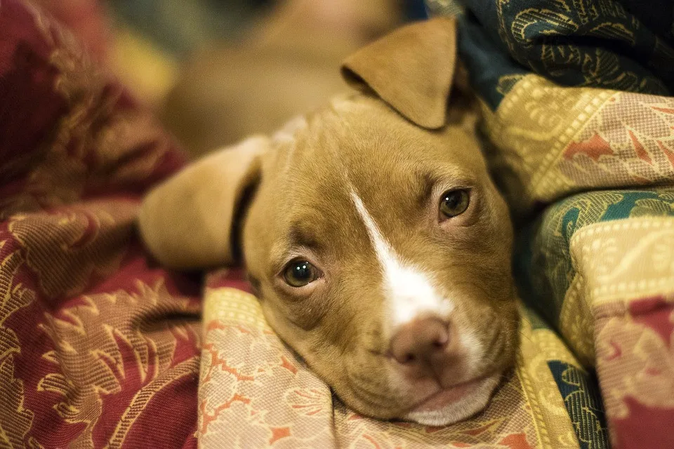 size4-15766904664407-103-1000x1000-1522239122-puppy-3091617-960-720