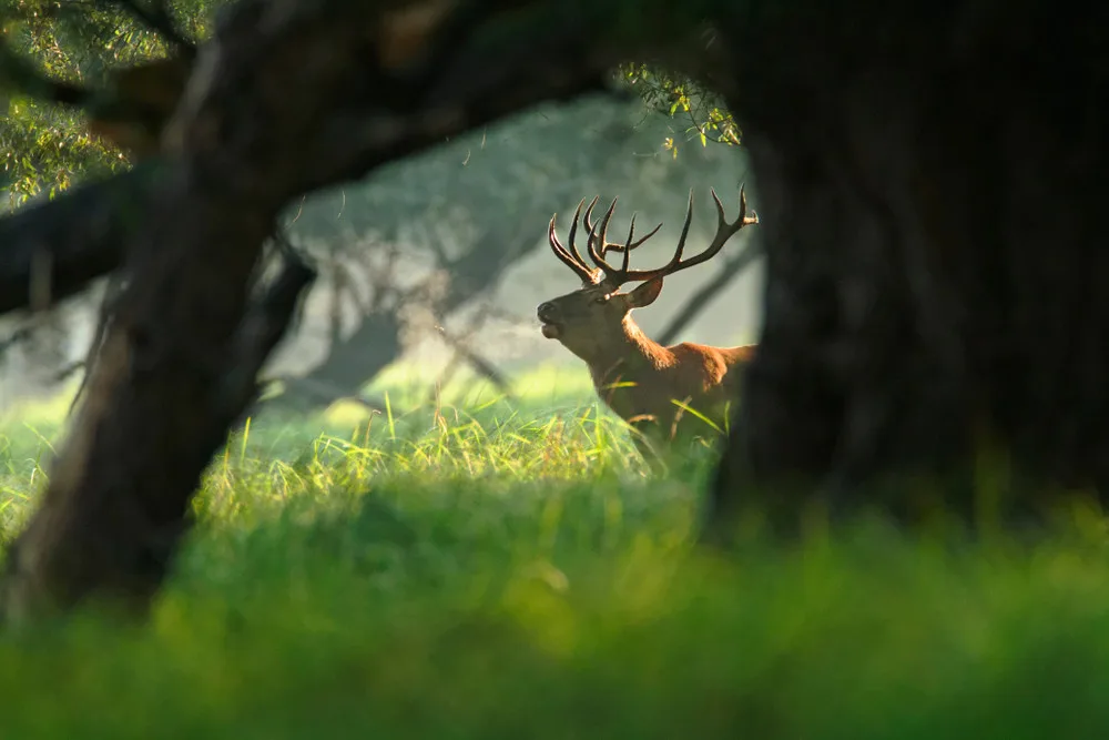 Copyright (c) 2019 goran_safarek/Shutterstock.  No use without permission.