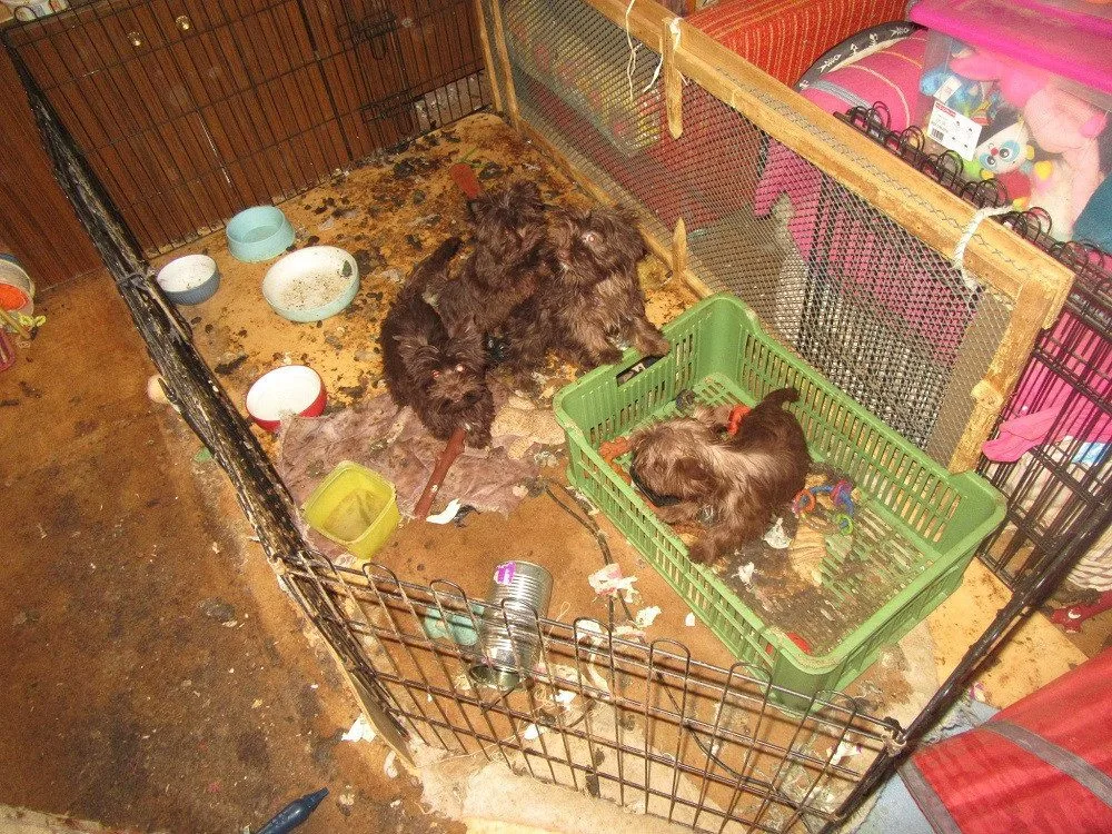 Veterináři odebrali desítky jorkšírských teriérů. Žili ve výkalech, v chovu byli i mrtví psi.