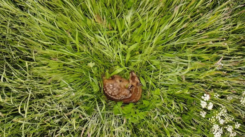 Každý rok zemře při sečích na loukách až 60 tisíc srnčat, zachraňují je dobrovolníci i dronaři s termokamerou.
