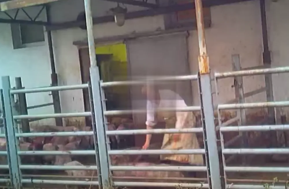 Aktivisté ukázali drsné video z jihomoravských jatek. Tahají prasata za uši a bijí je, zlobí se.
