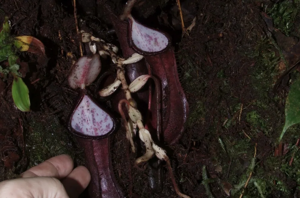 Láčkovka stydlivá je název nově objevené masožravky.