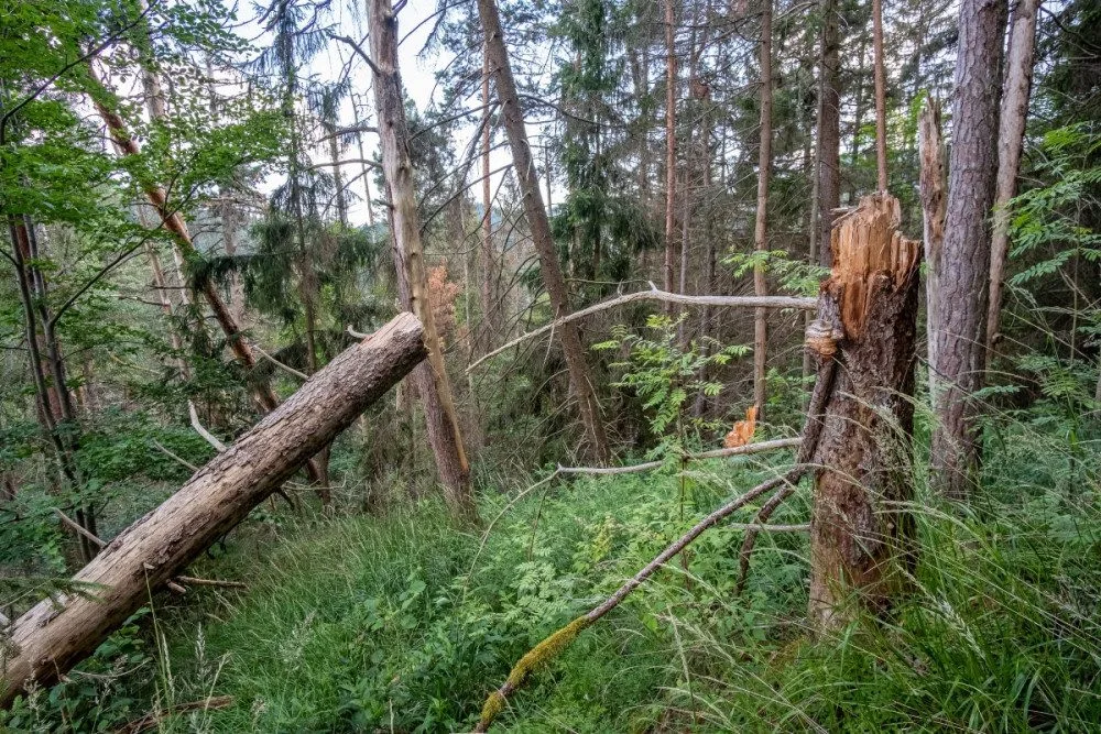 Kvůli stovkám nebezpečných a suchých stromů uzavřel národní park Šumava část trasy k Předním Paštím.