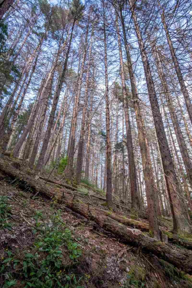 Kvůli stovkám nebezpečných a suchých stromů uzavřel národní park Šumava část trasy k Předním Paštím