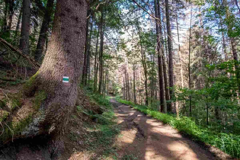 Kvůli stovkám nebezpečných a suchých stromů uzavřel národní park Šumava část trasy k Předním Paštím