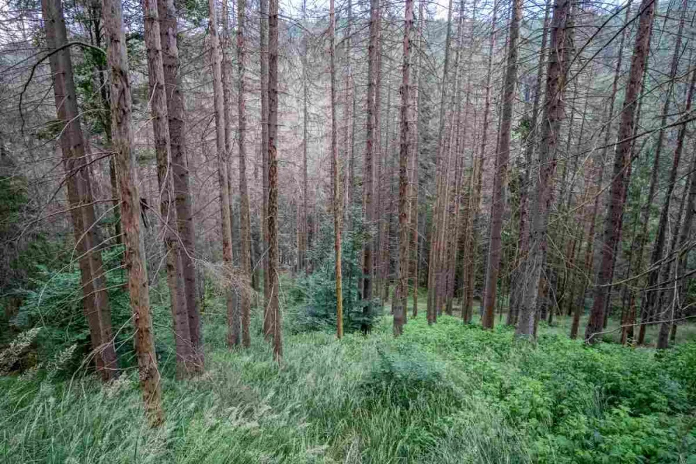 Kvůli stovkám nebezpečných a suchých stromů uzavřel národní park Šumava část trasy k Předním Paštím
