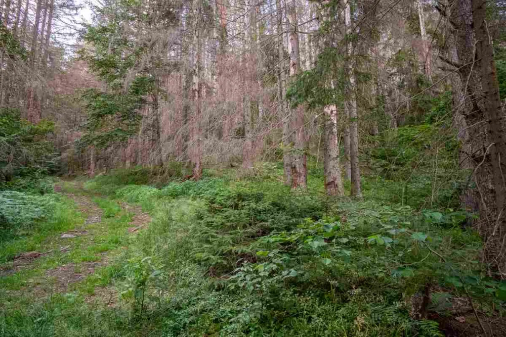 Kvůli stovkám nebezpečných a suchých stromů uzavřel národní park Šumava část trasy k Předním Paštím