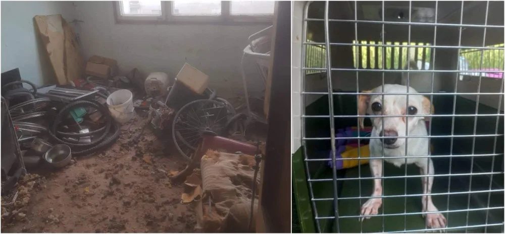 V otřesných podmínkách živořily desítky psů, díky spolkům na ochranu zvířat mají naději na normální život.