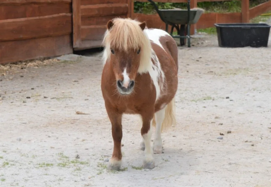 Omluvy za způsobení trýznivé smrti poníka se farmapark od návštěvníka nedočkal, už padlo trestní oznámení.