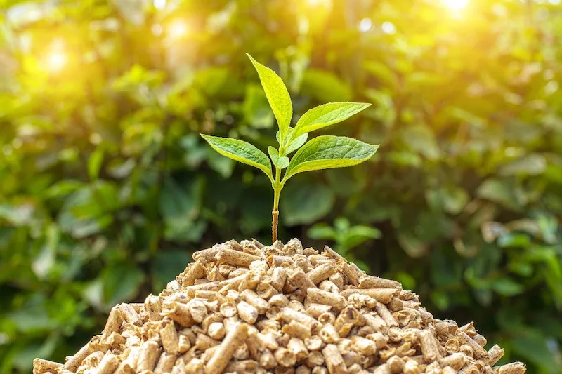 closeup-shot-green-seedling-pile-wood-pellets (kopie)