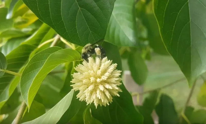 Opioidní kratom zůstane dětem dostupný