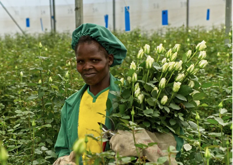 Africké fairtradové růže mají nižší dopady na životní prostředí než ty z evropských skleníků