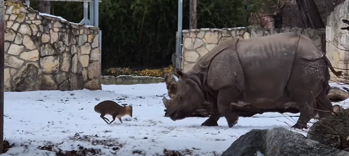 Plzeňská Maruška je hitem internetu. V zoo dovádí s netypickým parťákem
