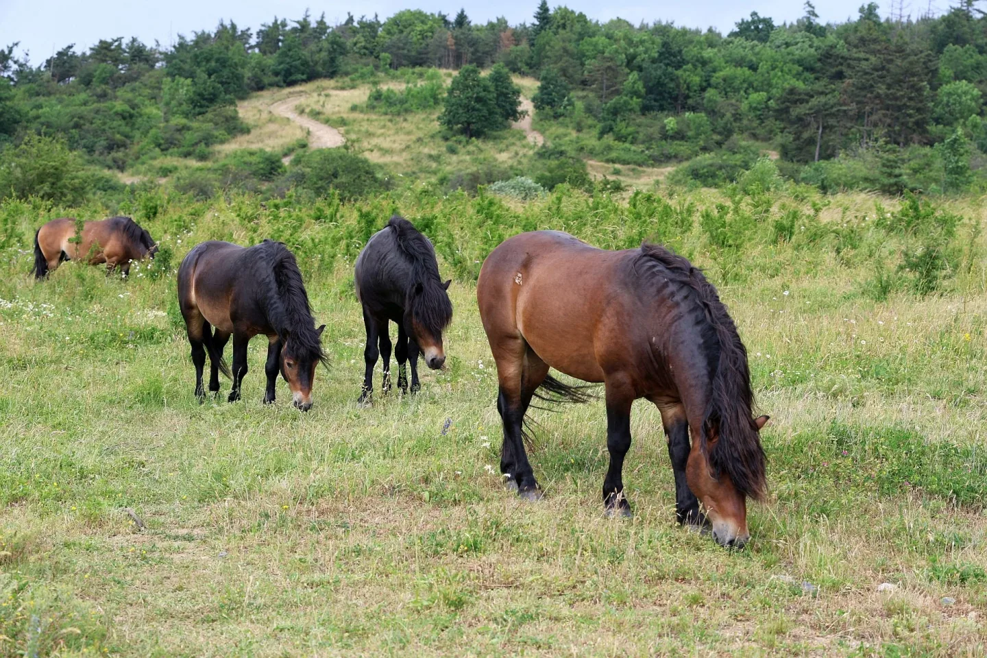 Vedle tratí pro adrenalinové sporty žije u Dobřan stádo šesti exmoorských poníků, kteří pomáhají udržovat otevřený charakter krajiny Foto: Ondřej Peksa