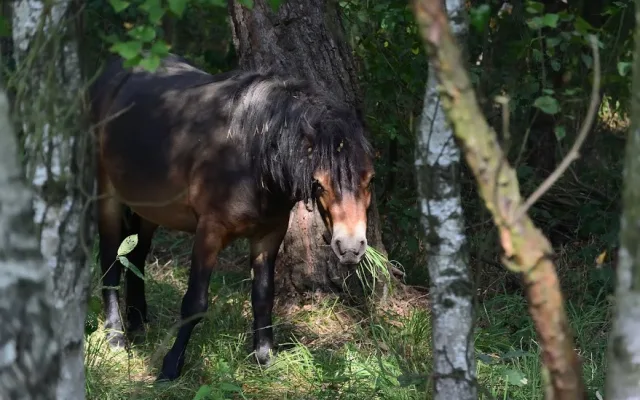 Divocí koně v hradecké lokalitě Na Plachtě poprvé vstupují do lesa.