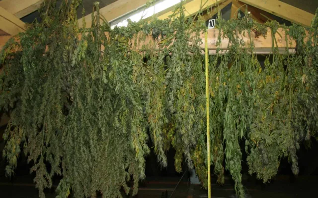 Policisté zabavili 50 kilo trávy, dealer byl přitom na marihuanu alergický.