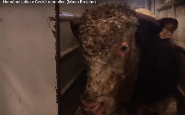 Sdružení Zvířata nejíme se snaží prosadit zavedení kamerového systému na českých jatkách.