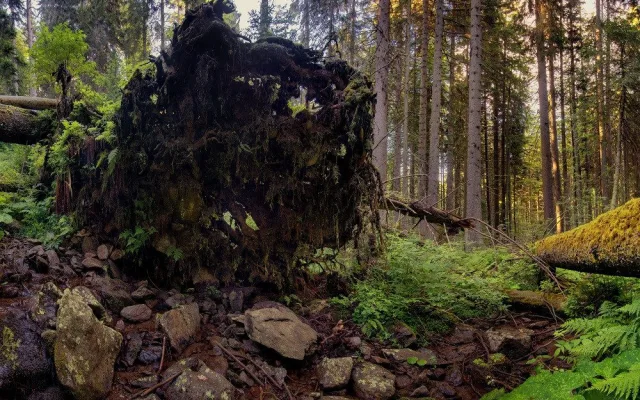 Snímky z Boubínského pralesa, který je národní přírodní rezervací.