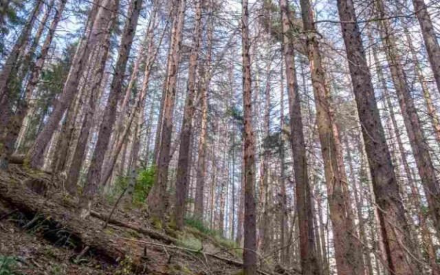 Kvůli stovkám nebezpečných a suchých stromů uzavřel národní park Šumava část trasy k Předním Paštím